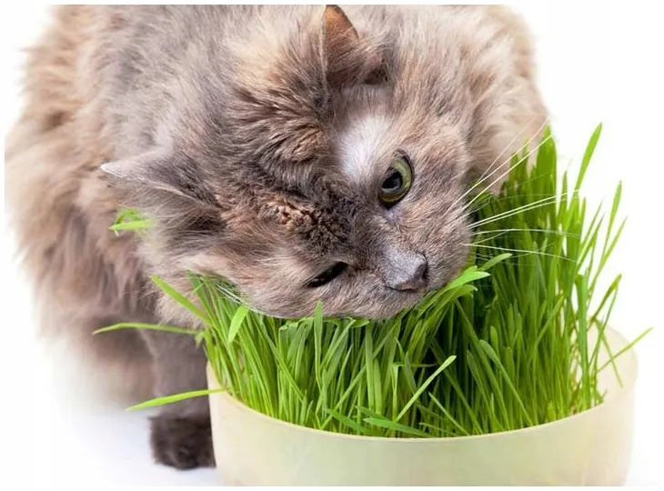 Czy koty mogą jeść owies? Bezpieczne sposoby na zdrową dietę kota