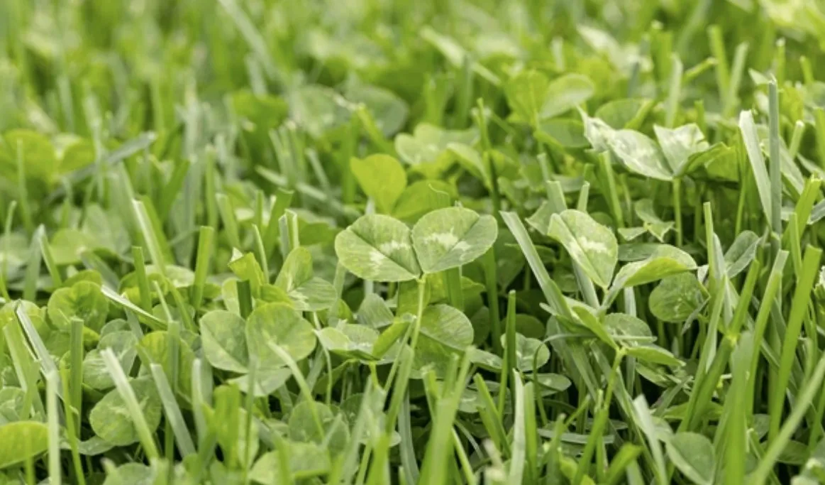 Jak skutecznie zwalczyć chwasty w trawie i cieszyć się zdrowym trawnikiem