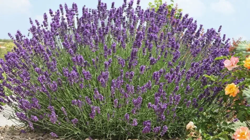 Jak kwitnie lawenda i jak przedłużyć jej piękny okres kwitnienia