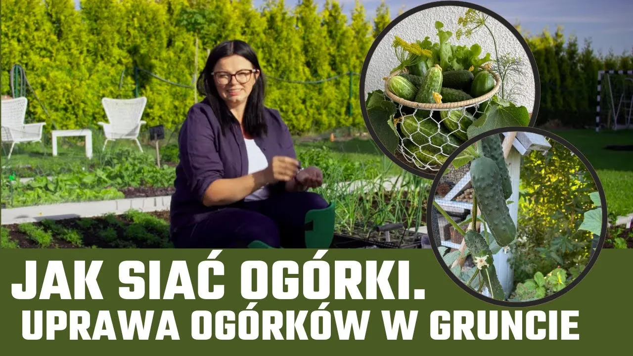 Jak posiać ogórki do gruntu - unikaj błędów i ciesz się plonami