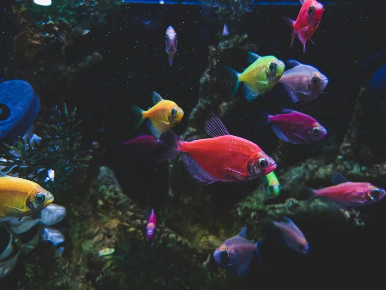 Jakie rybki do akwarium 25l: łatwe w pielęgnacji i towarzyskie gatunki