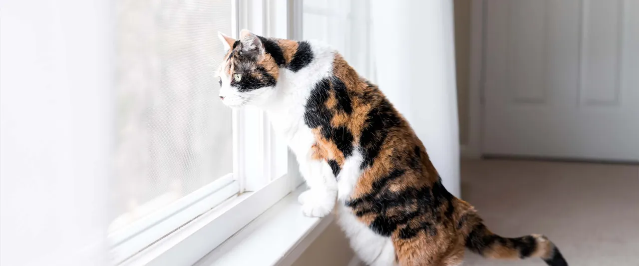 Jak zabezpieczyć okno dachowe przed kotem, aby uniknąć wypadków