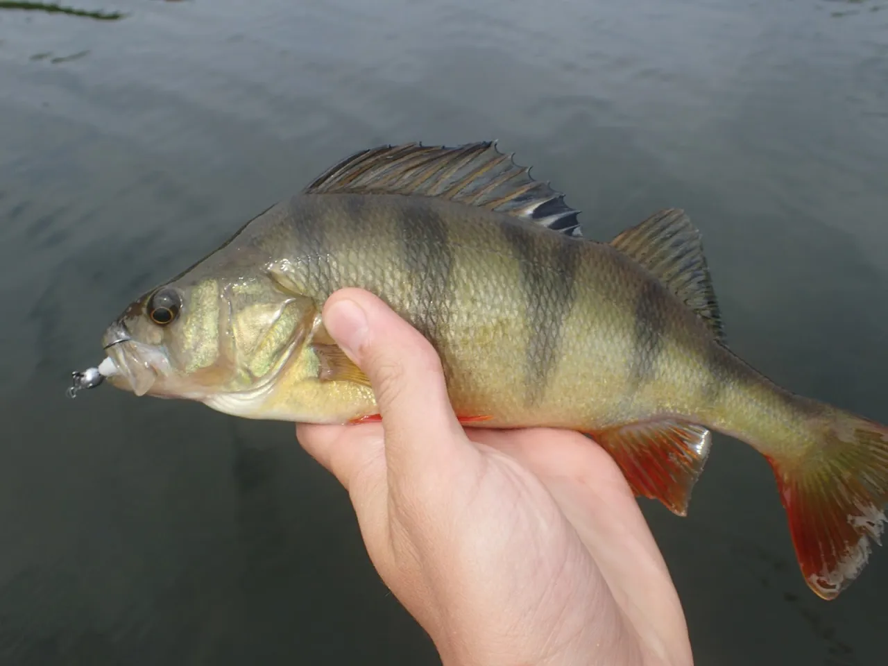 Skuteczne gumy na okonia: przewodnik po wyborze i technikach łowienia