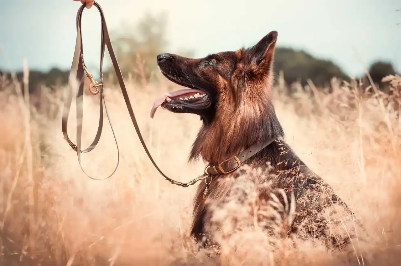 Najlepsza obroża dla owczarka niemieckiego – wybierz mądrze dla swojego psa