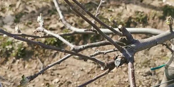 Cięcie jabłoni – jak przycinać jabłonie z rysunkami krok po kroku