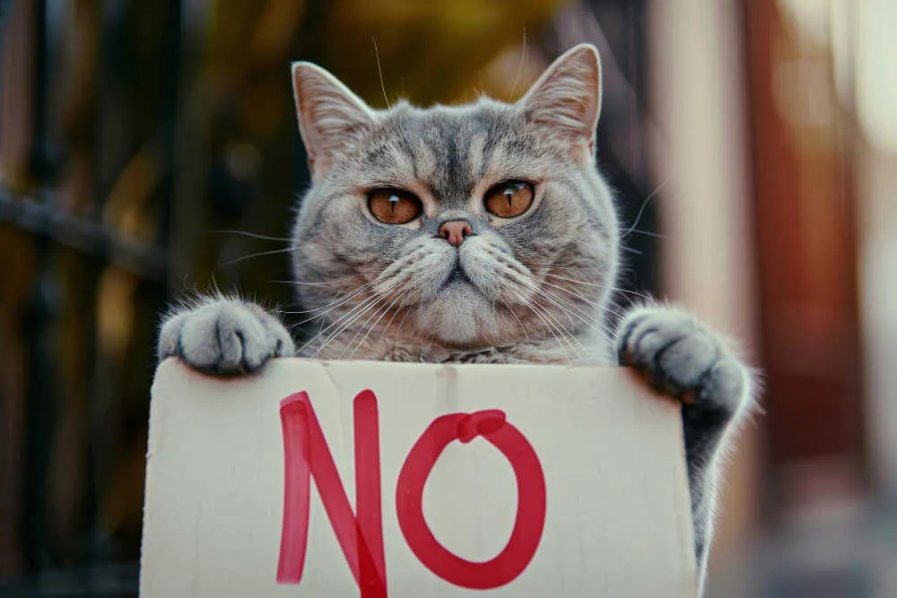 Czy koty mogą jeść mandarynki? Uważaj na te niebezpieczeństwa!