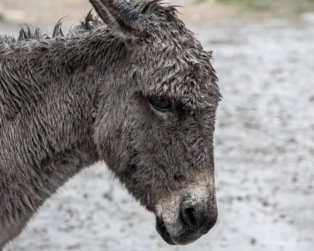 Osiołkowi w żłoby dano wiersz - zrozumienie moralnych lekcji