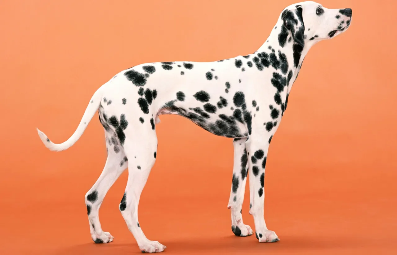 Która rasa psów jest maskotką straży pożarnej w Stanach Zjednoczonych?