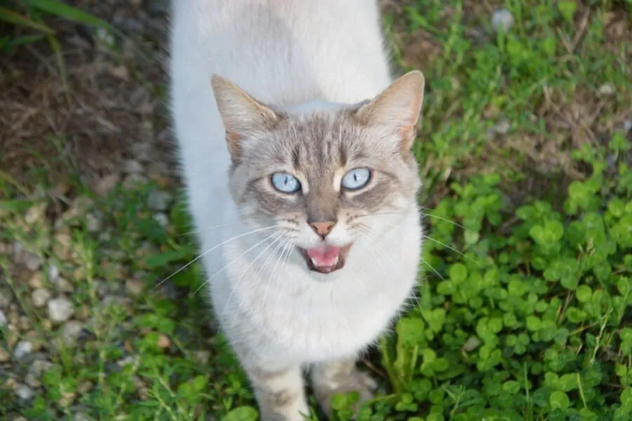 Jak pomóc kotce w rui - skuteczne sposoby na złagodzenie cierpienia