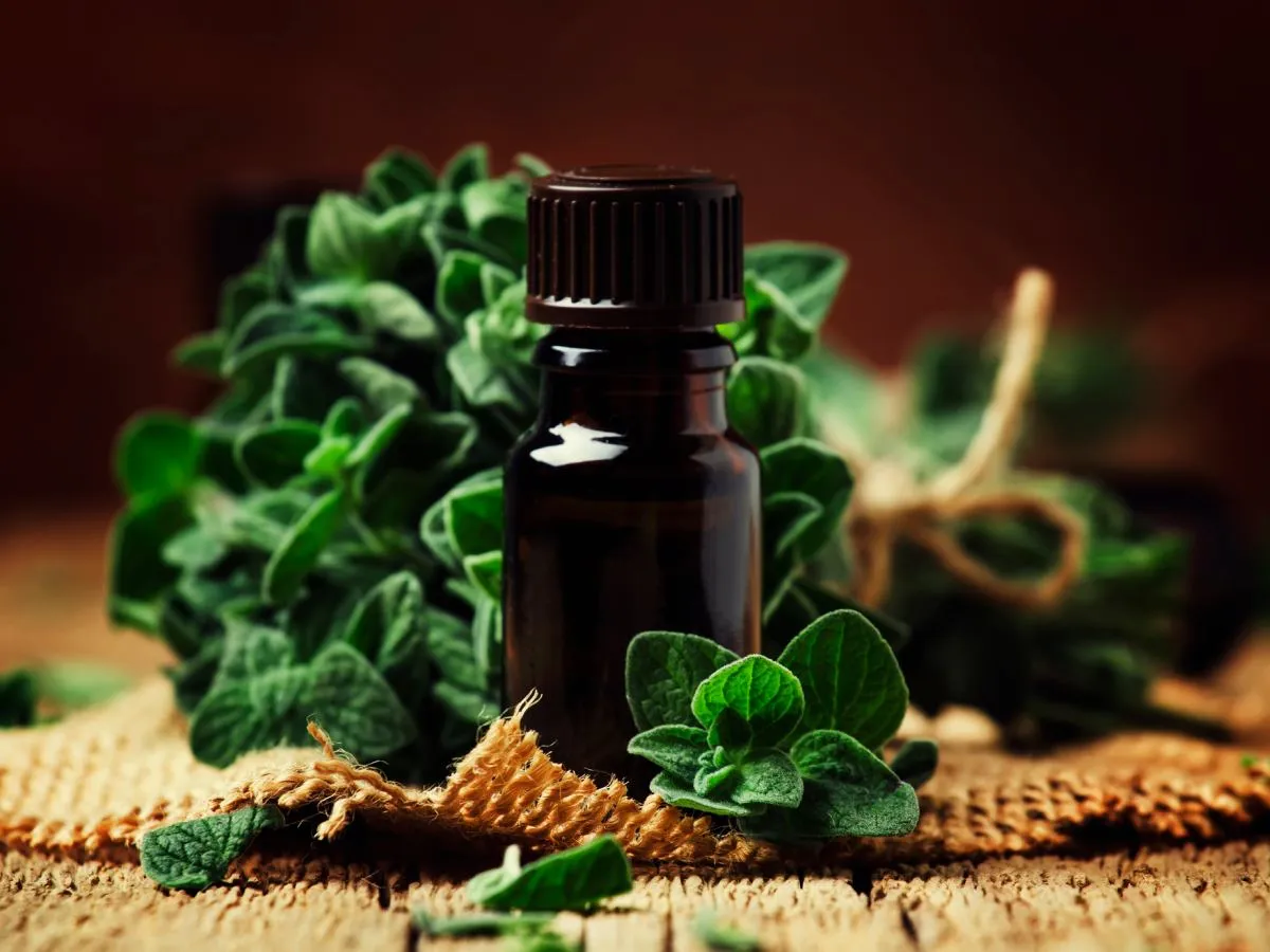 Domowy olejek z oregano: Prosty przepis na zdrowie i oszczędność