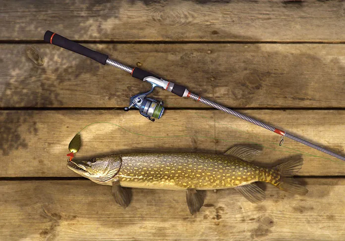 Wędkarstwo spinningowe: Jak uniknąć najczęstszych błędów w łowieniu