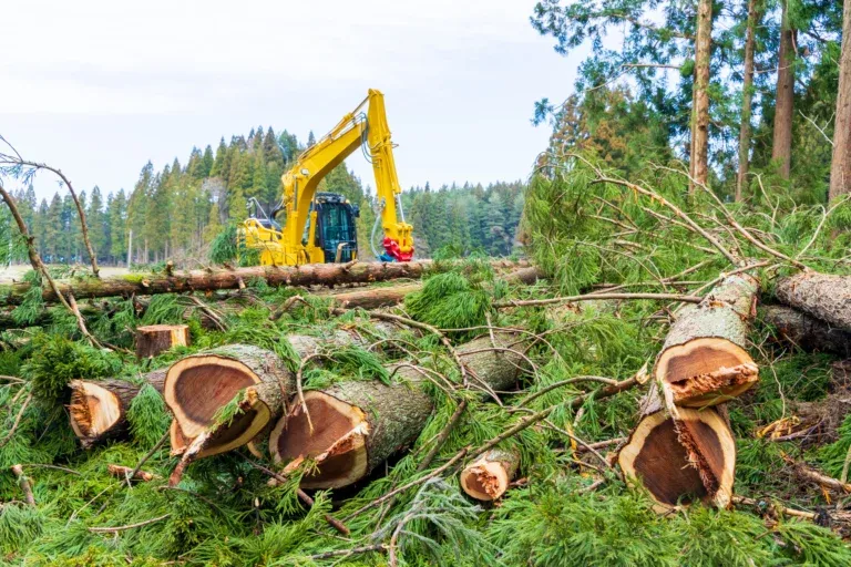 Na jakiej wysokości mierzyć drzewo do wycinki, aby uniknąć problemów?