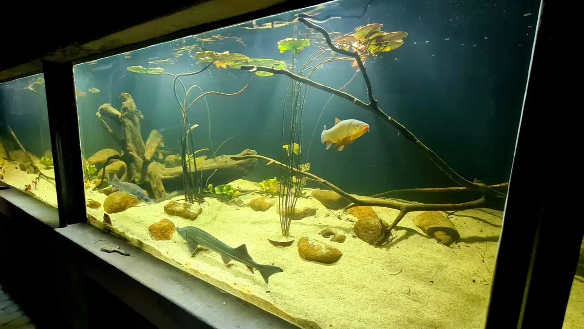 Oceanarium Zakopane - Fascynujący świat ryb i podwodnych stworzeń