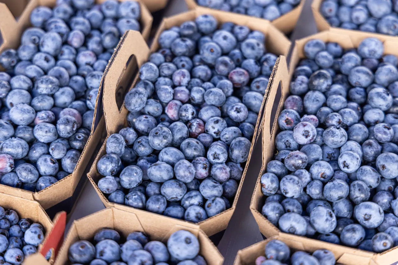 Ile można zarobić na zbieraniu borówek? Zaskakujące fakty o zarobkach