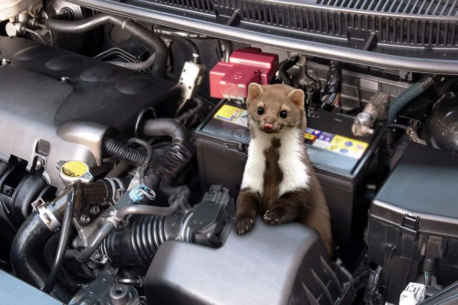 Jak pozbyć się kuny z samochodu - skuteczne metody i porady