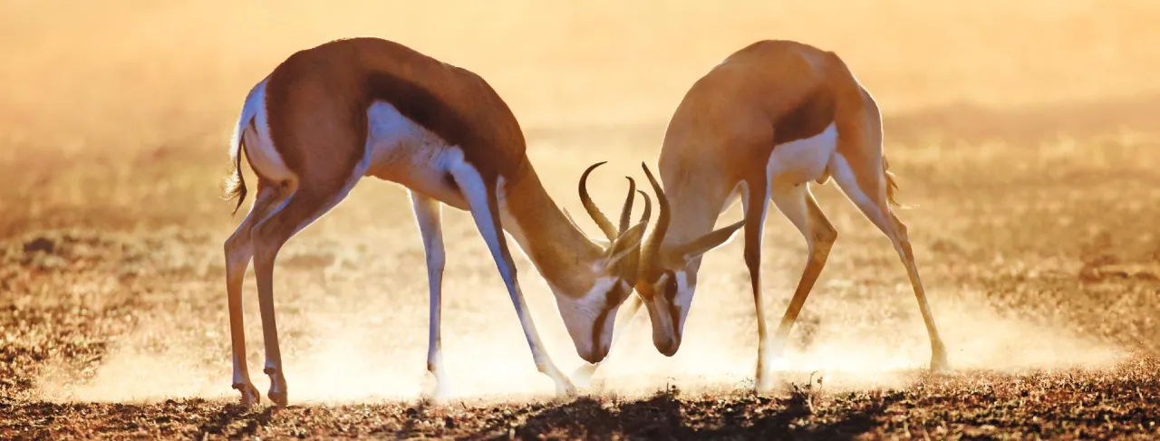 RPA kiedy jechać - najlepszy czas na niezapomnianą podróż