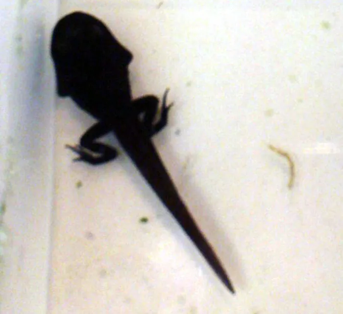 Czym się żywią kijanki? Odkryj tajemnice ich diety i zdrowia