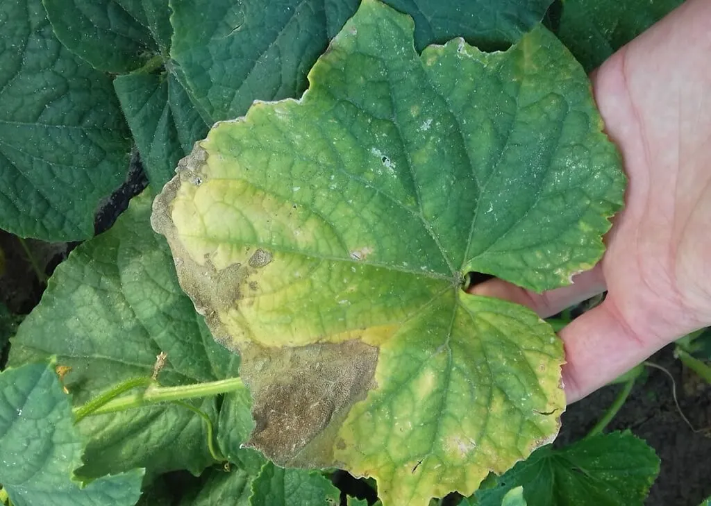 Kiedy opryskiwać ogórki miedzianem? Kluczowe terminy i zasady stosowania