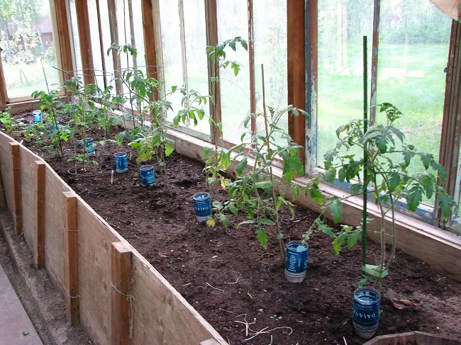 Kiedy sadzić pomidory w gruncie i pod osłonami? Sprawdź!