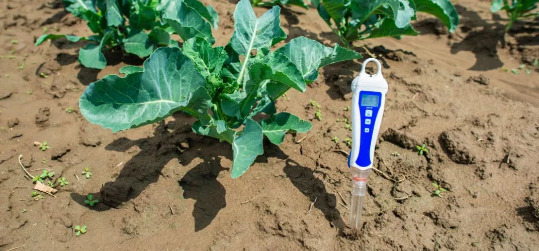 Jak zbadać pH gleby i uniknąć błędów w uprawie roślin