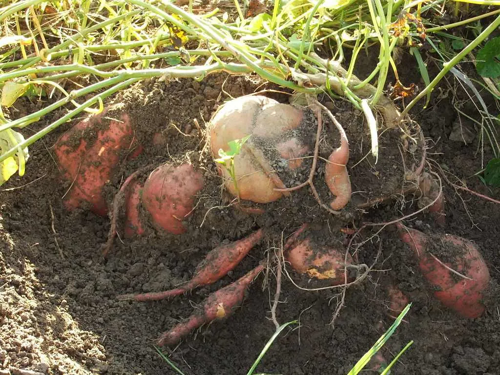 Uprawa batatów w Polsce: Czy to możliwe? Pełny poradnik sukcesu