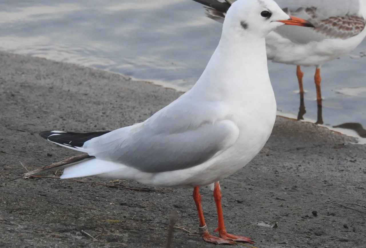 Gdzie zimują mewy? Odkryj ich tajemnicze miejsca w Polsce Gdzie zimują mewy? Odkryj ich tajemnicze miejsca w Polsce