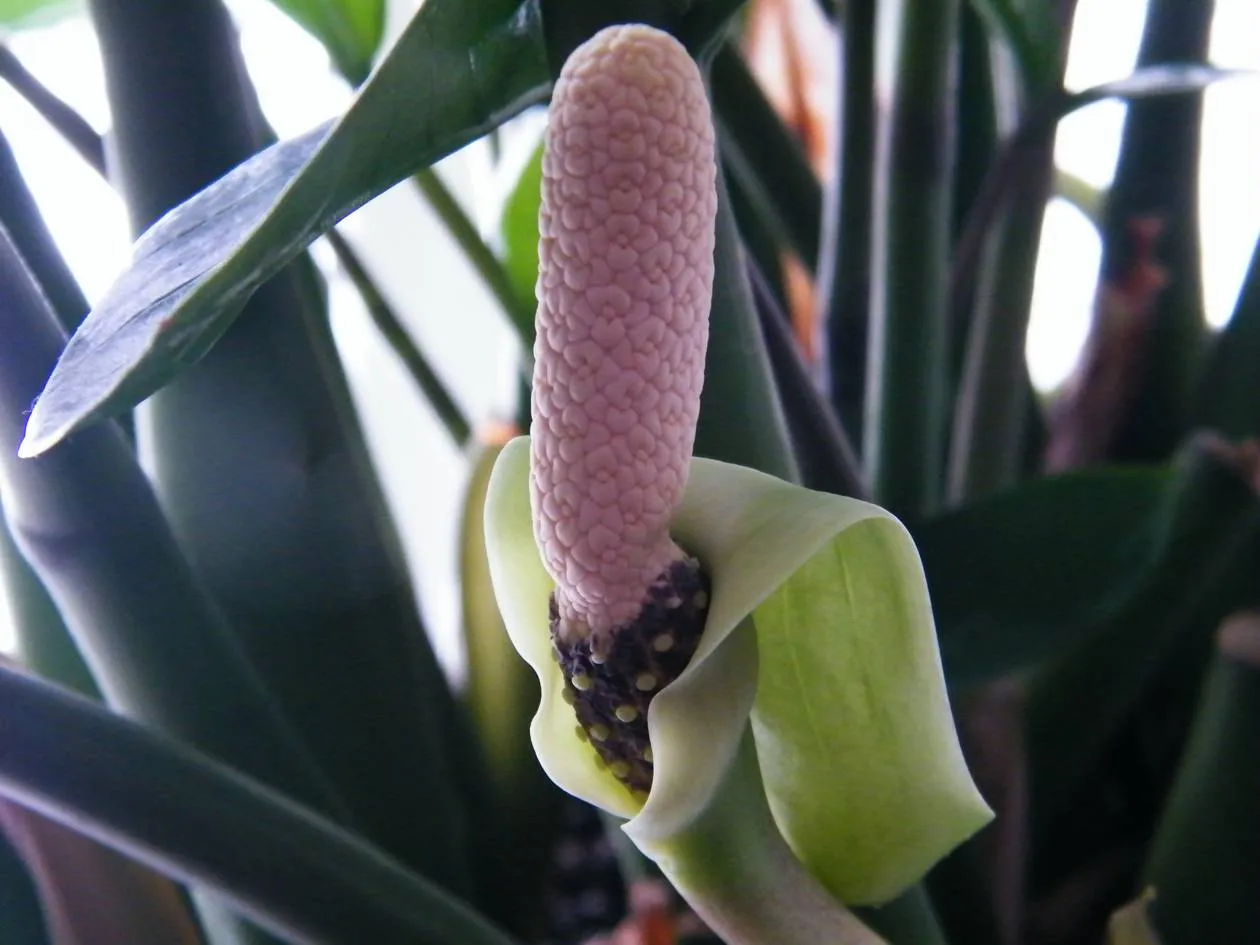 Jak kwitnie zamiokulkas i co zrobić, aby go zakwitł w domu