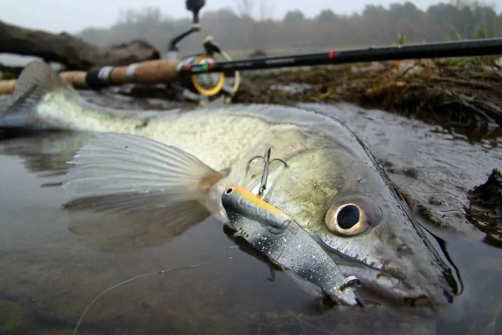 Najlepsze przynęty na sandacza spinning - unikaj błędów w wyborze