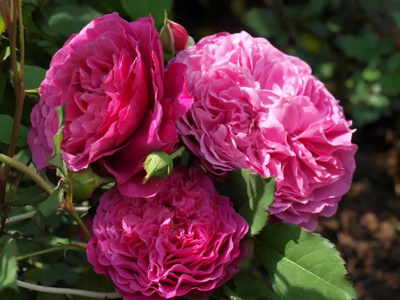 W jakim miesiącu kwitną róże? Odkryj najlepszy czas na kwitnienie