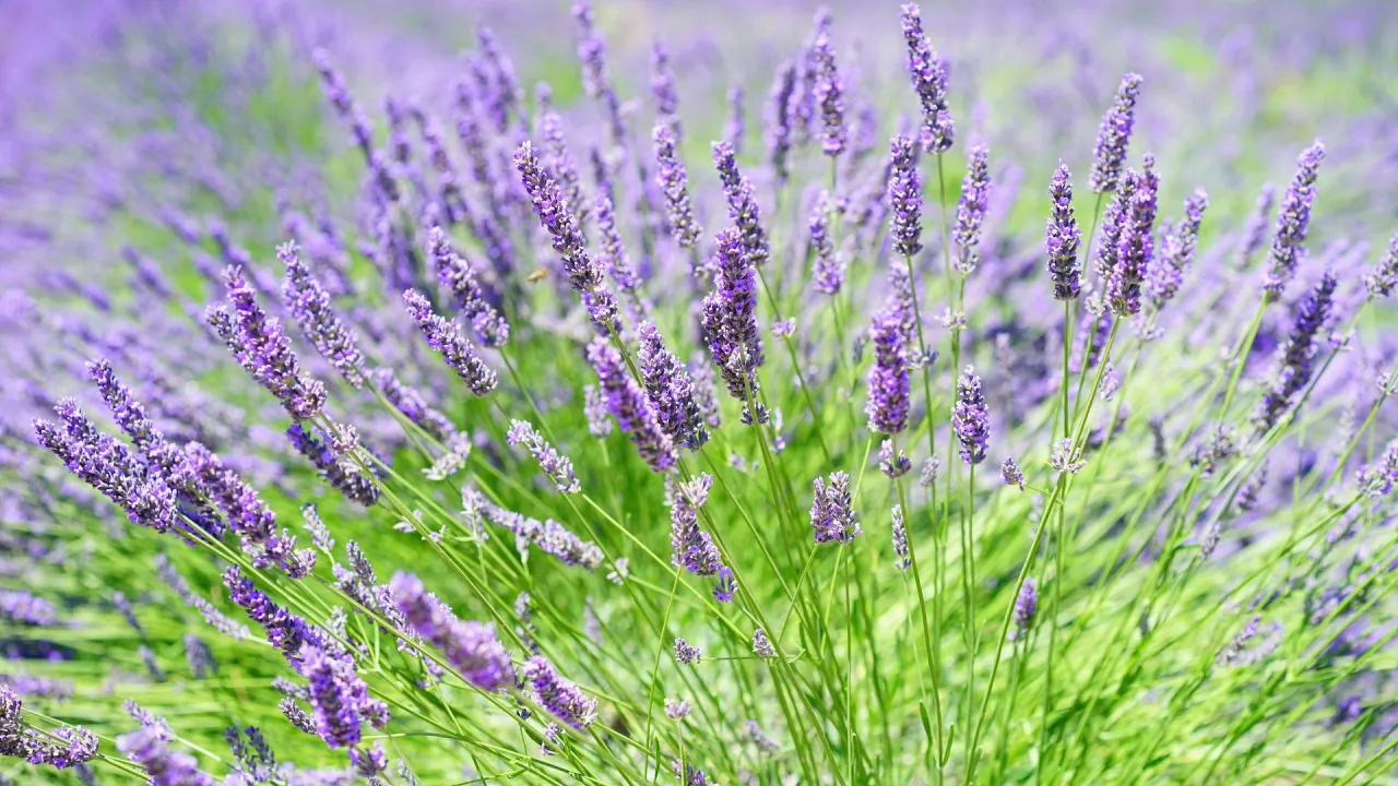 Kiedy sadzić lawendę w Polsce? Terminy i porady dla ogrodników