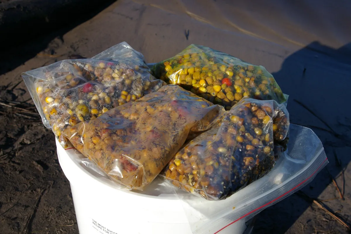 Jak prawidłowo przygotować łubin na ryby - skuteczne sposoby nęcenia