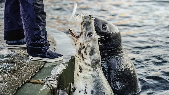 Czy w Bałtyku są foki? Odkryj tajemnice ich życia i ochrony