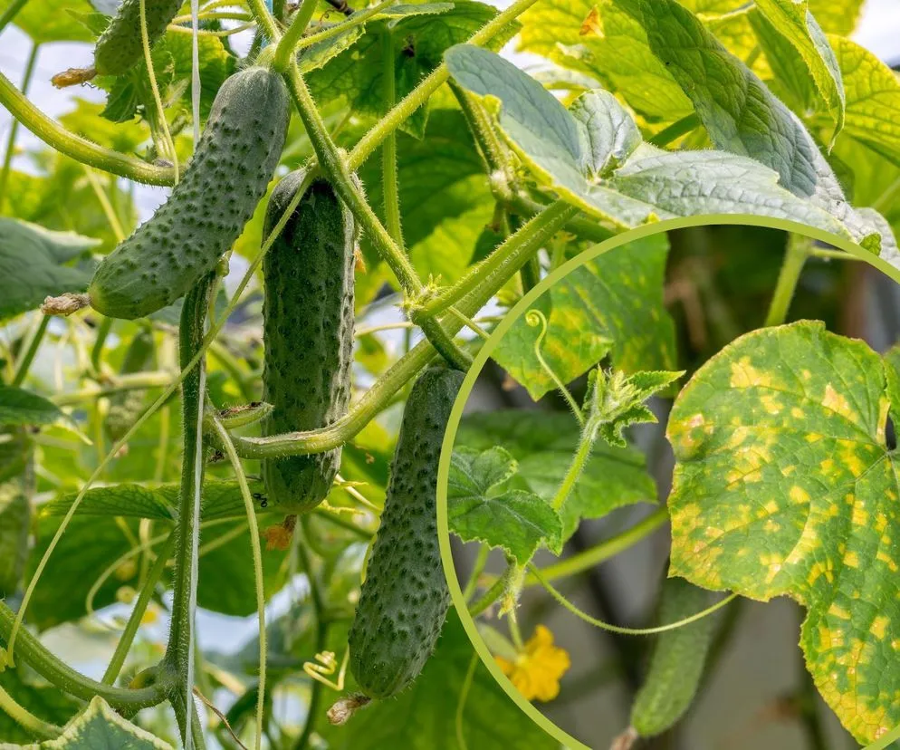 Niedobory ogórka: Jak rozpoznać objawy i uratować plon?