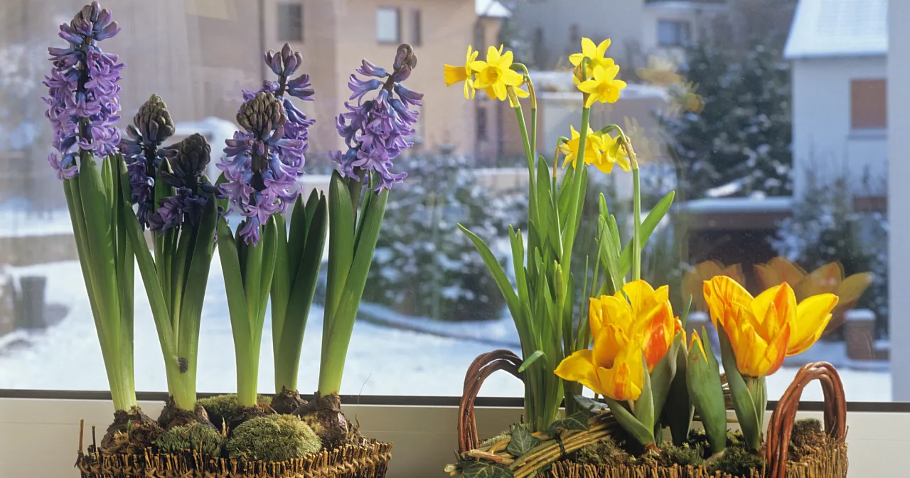 Jak długo kwitnie hiacynt w doniczce i jak dbać o niego po?