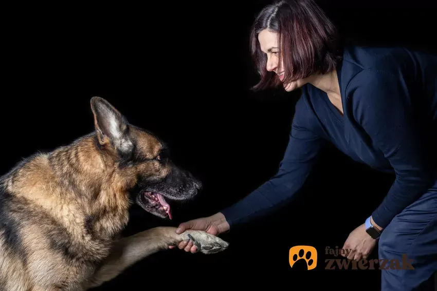 Jak wytresować owczarka niemieckiego? Kompletny poradnik krok po kroku