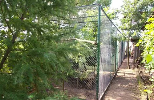 Jak zrobić ogrodzenie dla kur, aby chronić je przed drapieżnikami