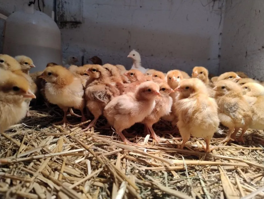 Gdzie kupić kurczaka zagrodowego? Sprawdź najlepsze opcje i ceny