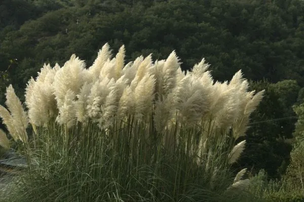 Jak przycinać trawy ozdobne na wiosnę, by uniknąć błędów w pielęgnacji