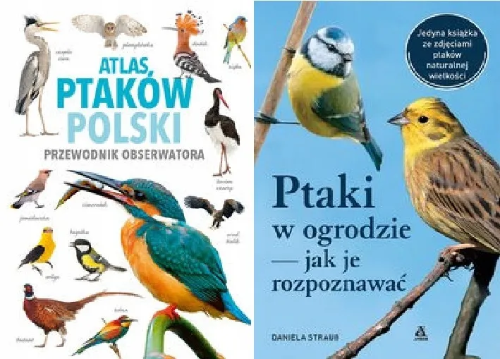 Jak rozpoznać ptaki w ogrodzie? Praktyczny przewodnik