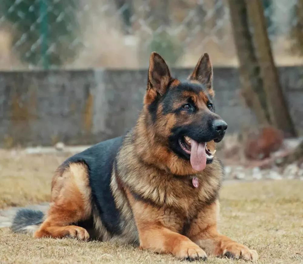 Ile powinien ważyć 3 miesięczny owczarek niemiecki? Sprawdź, czy Twój jest zdrowy