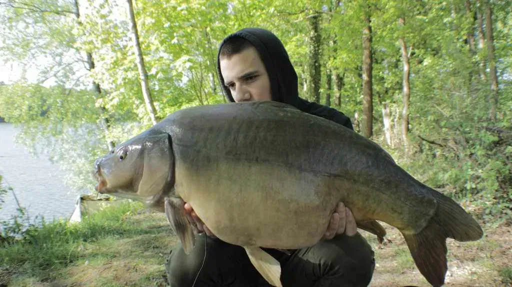 Welcher Boilie Geschmack für Karpfen ist am effektivsten im Angeln?
