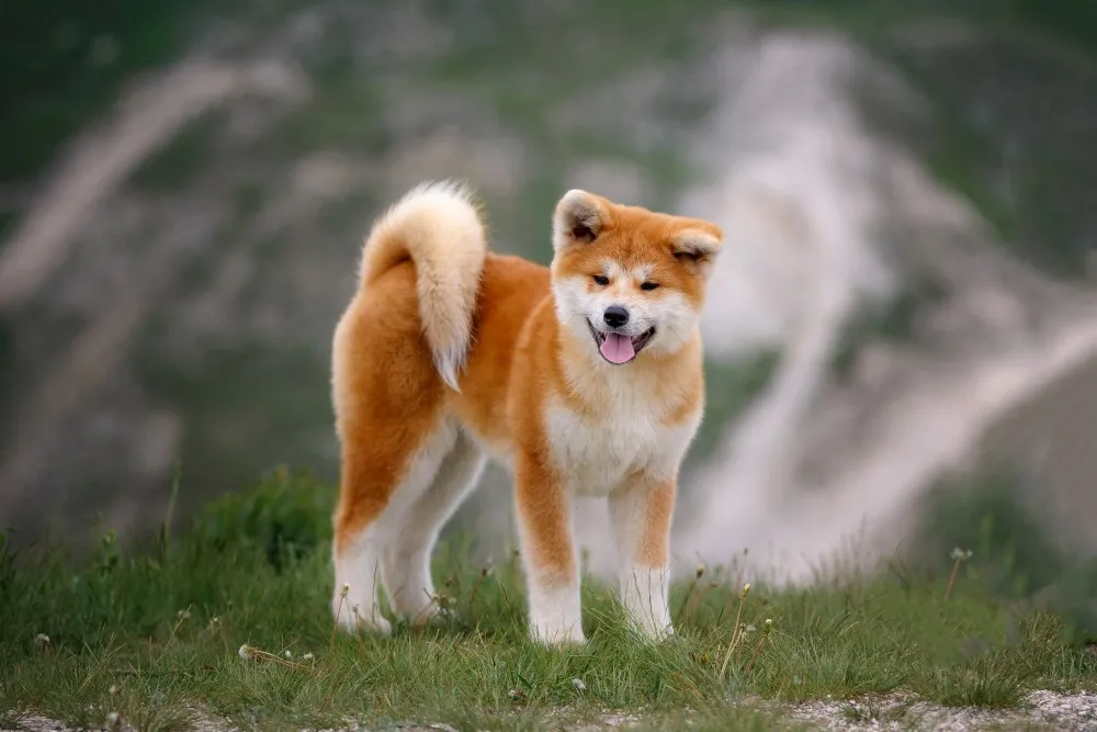 Czy akita jest groźna? Poznaj ryzyko i jak temu zapobiec