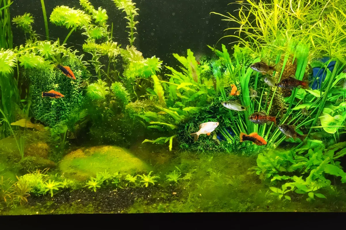 Jak wyklarować wodę w akwarium: 5 skutecznych metod na czystość