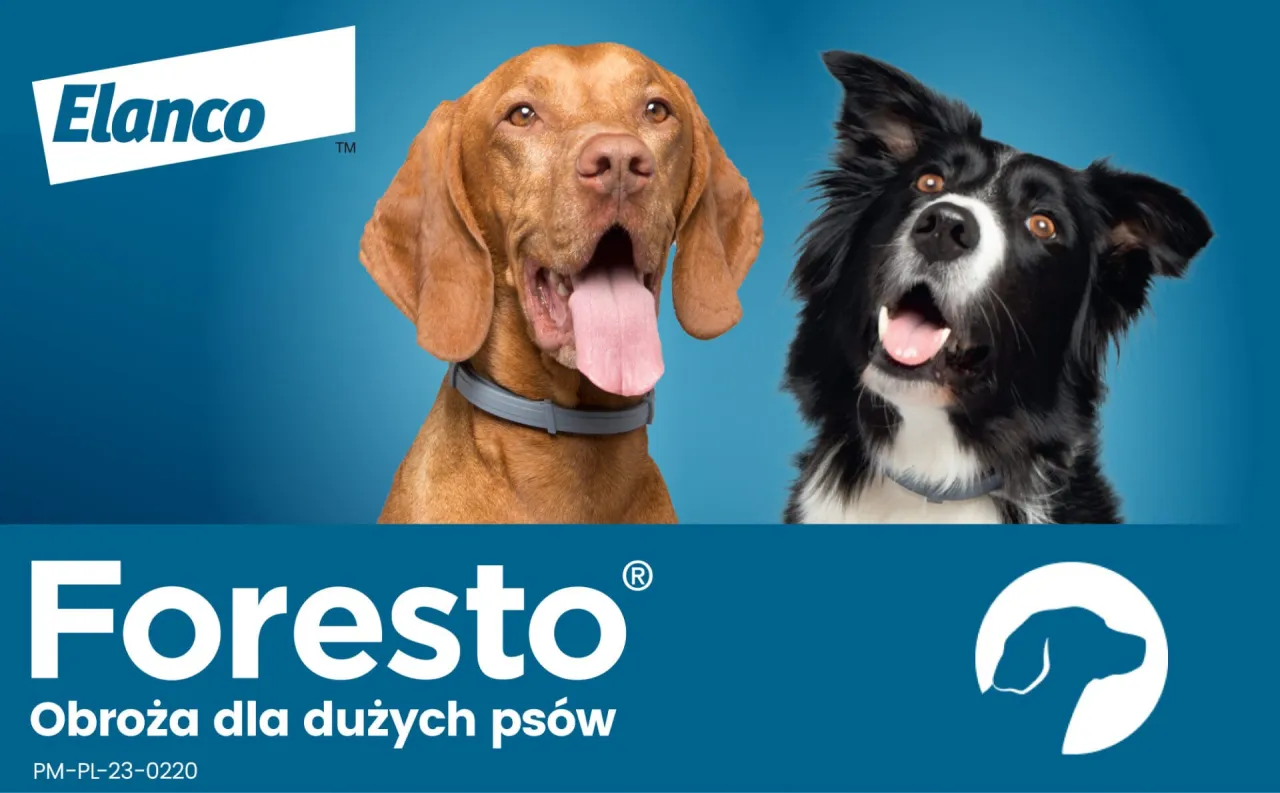 Obroża Foresto czy Kiltix - która lepiej chroni przed kleszczami?