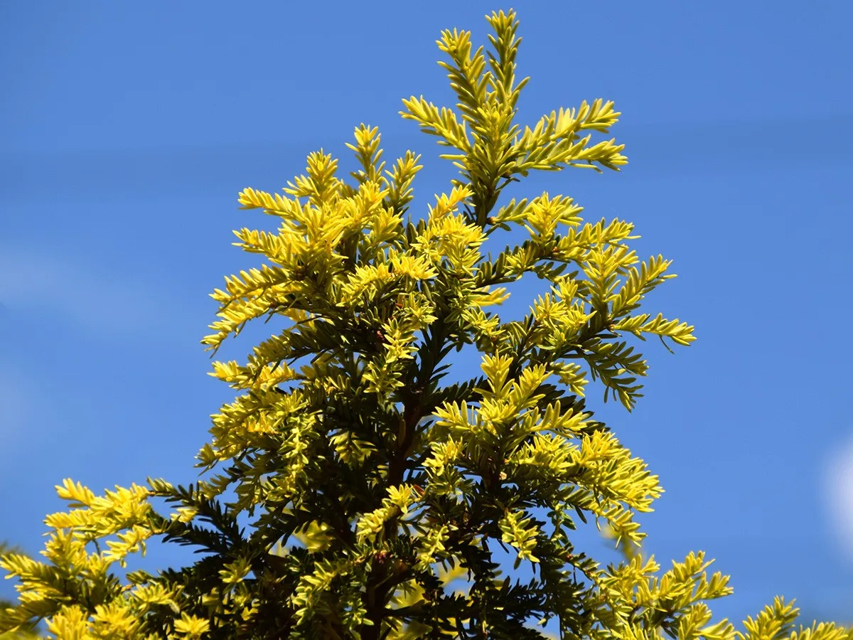 Czy cis jest trujący dla psa? Objawy i zagrożenia dla zdrowia