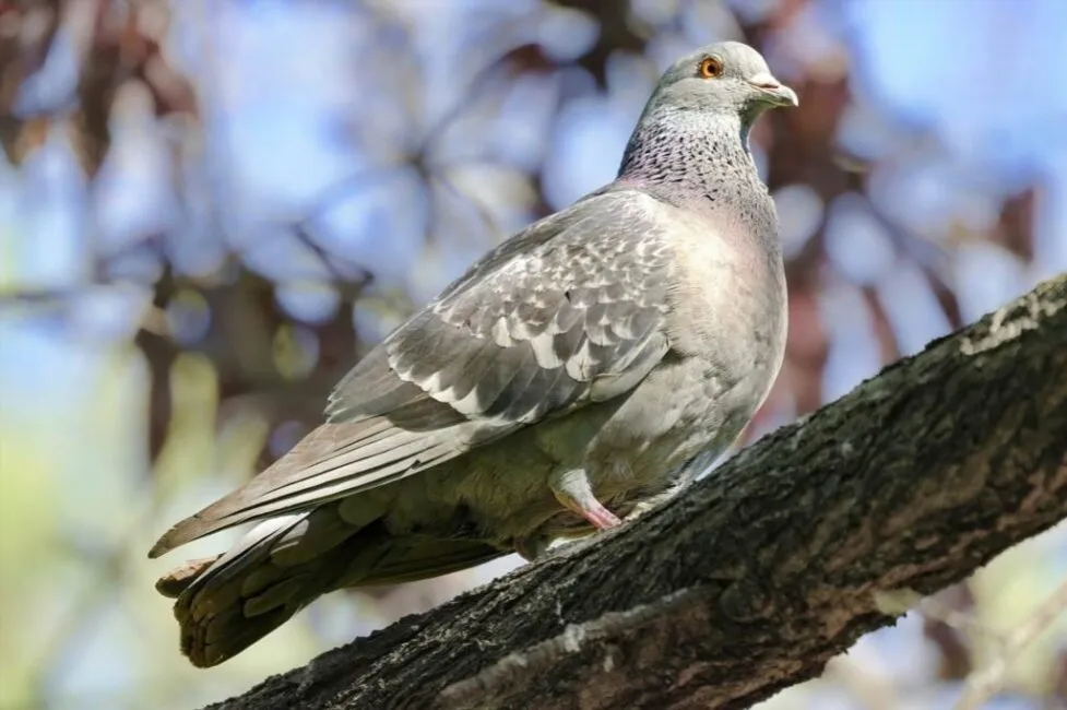 Czym odrobaczać gołębie, aby zapewnić im zdrowie i bezpieczeństwo?