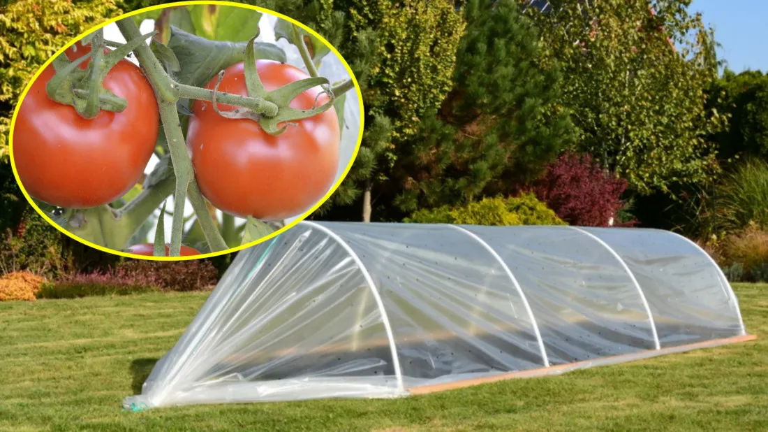 Uprawa pomidorów w tunelu: Krok po kroku do obfitych zbiorów