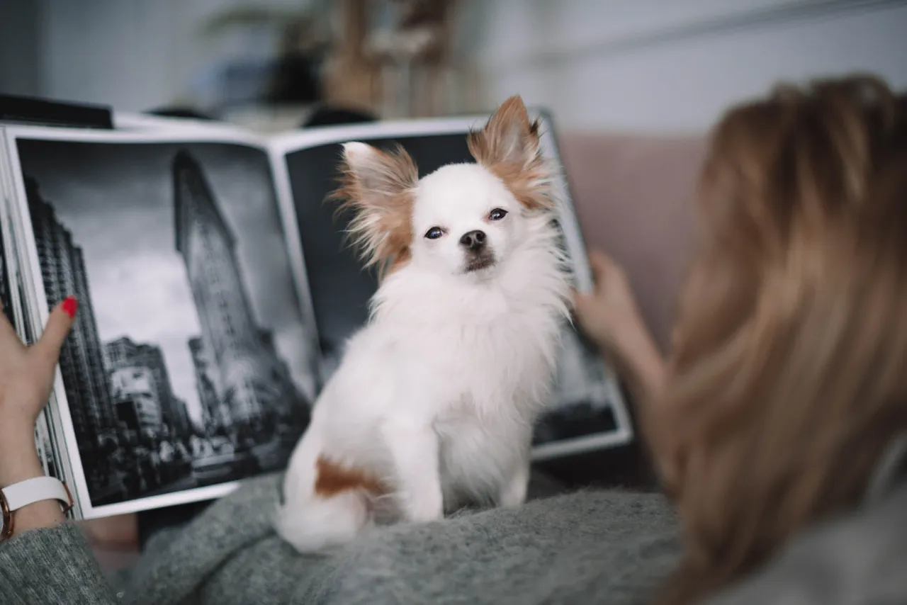 Chihuahua długowłosa gubi sierść? Sprawdź, jak sobie radzić! Chihuahua długowłosa gubi sierść? Sprawdź, jak sobie radzić!