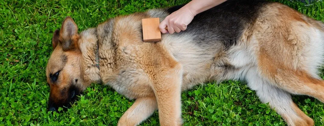 Czym czesać owczarka niemieckiego długowłosego, aby uniknąć kołtunów?
