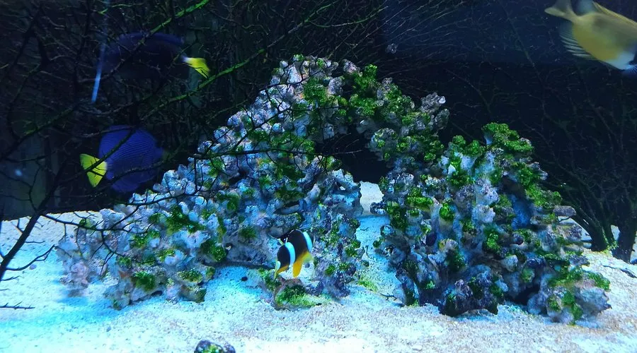 Godziny otwarcia oceanarium Szczecin – nie przegap wizyty!